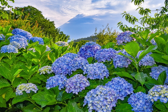 iwamoto20190622a.jpg