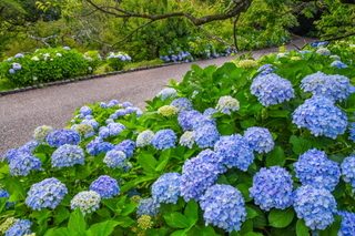 iwamoto20190622b.jpg