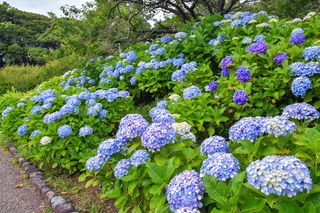 iwamoto20190622c.jpg