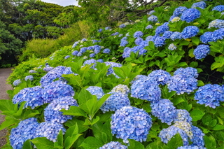 iwamoto20190622f.jpg