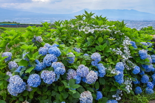 iwamoto20190622g.jpg