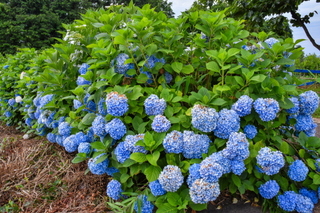 iwamoto20190622h.jpg