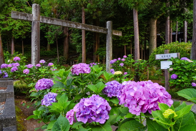 iwamoto20190622i.jpg
