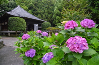 iwamoto20190622j.jpg