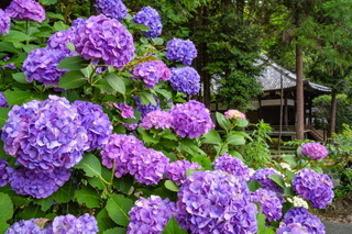 iwamoto20190622k.jpg
