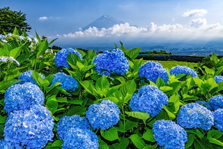 iwamoto20200608k.jpg