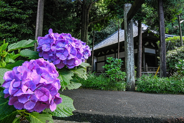 iwamoto20200620n.jpg