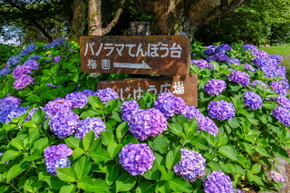 iwamoto20200627h.jpg