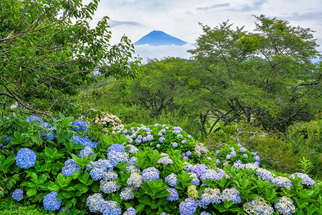 iwamoto20200703a.jpg