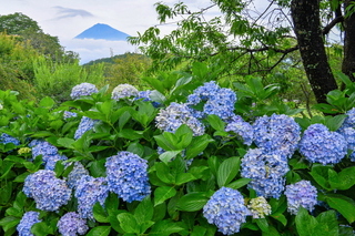 iwamoto20200703c.jpg