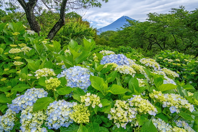 iwamoto20210528b.jpg