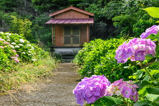 iwamoto20210605r.jpg