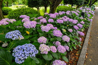 iwamoto20210612h.jpg