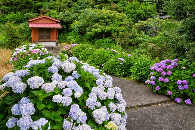 iwamoto20210625m.jpg