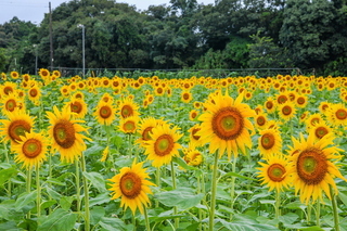 iwamoto_himawari2020g.jpg