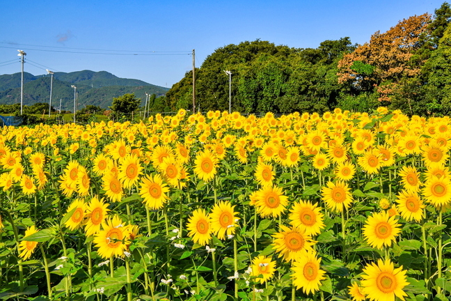 iwamoto_himawari2021a.jpg