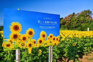 iwamoto_himawari2021g.jpg