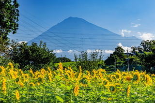 iwamoto_himawari2021j.jpg