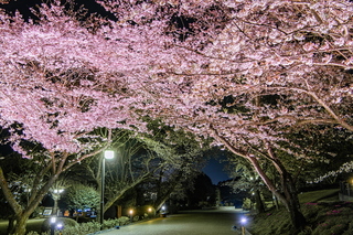iwamoto_yozakura2021l.jpg