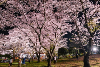 iwamoto_yozakura2023h.jpg