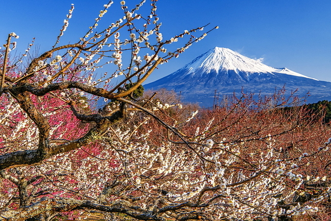 iwamotoume2020d.jpg