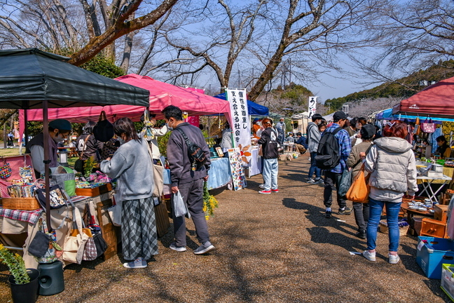 iwamotoyama_sakuraev2025a.jpg