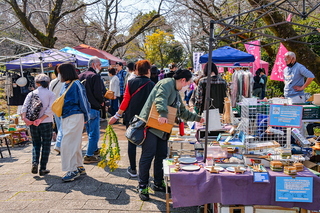 iwamotoyama_sakuraev2025b.jpg