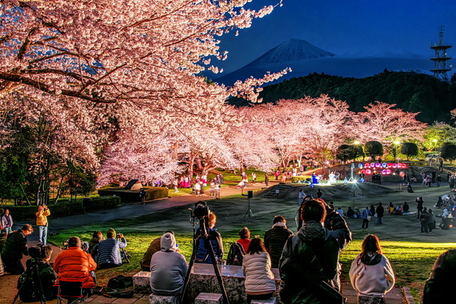 iwamotoyama_sakuraev2025f.jpg