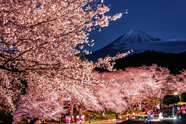 iwamotoyama_sakuraev2025g.jpg