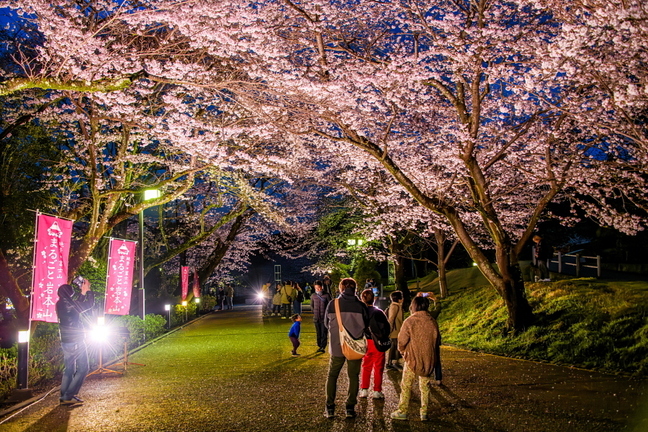 iwamotoyama_sakuraev2025h.jpg