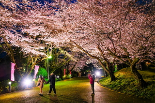iwamotoyama_sakuraev2025i.jpg