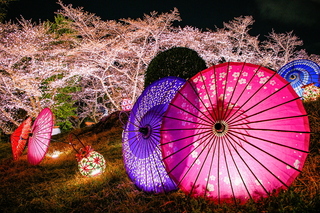 iwamotoyama_sakuraev2025l.jpg