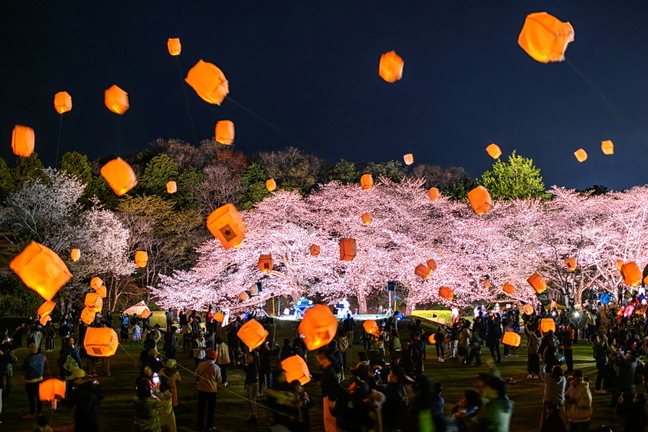 iwamotoyama_sakuraev2025v.jpg