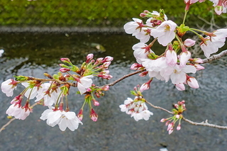kafuu_hanami10.jpg