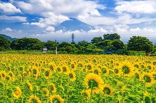 kari_himawari2021c.jpg