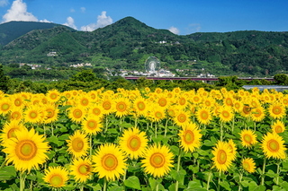 kari_himawari2021p2c.jpg