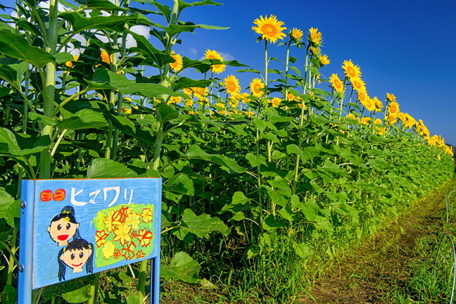 kari_himawari2021p2h.jpg