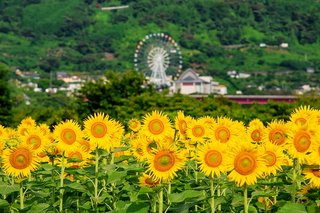 kari_himawari2022p2d.jpg