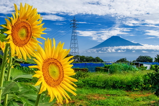 kari_himawari2022p2i.jpg