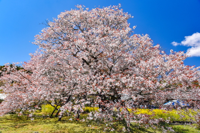kariyadosakura2019a.jpg