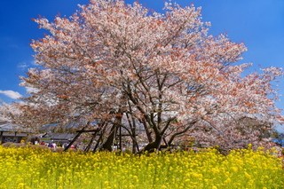 kariyadosakura2019b.jpg