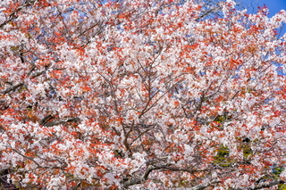 kariyadosakura2019c.jpg