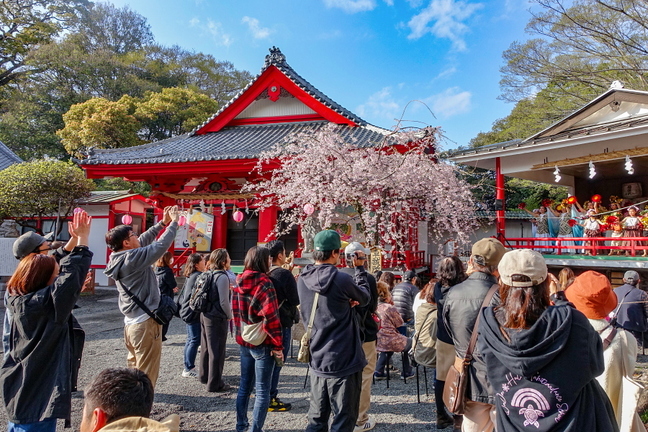 kissakohanami2025a.jpg