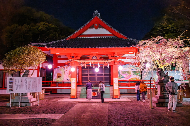 kissakohanami2025l.jpg