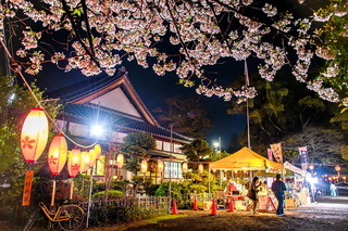 kissakohanami2025o.jpg