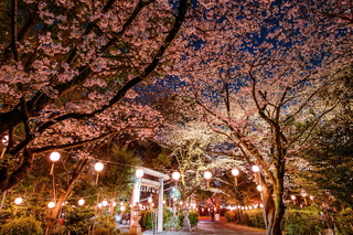 kissakohanami2025p.jpg