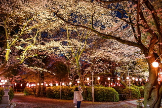 kissakohanami2025q.jpg
