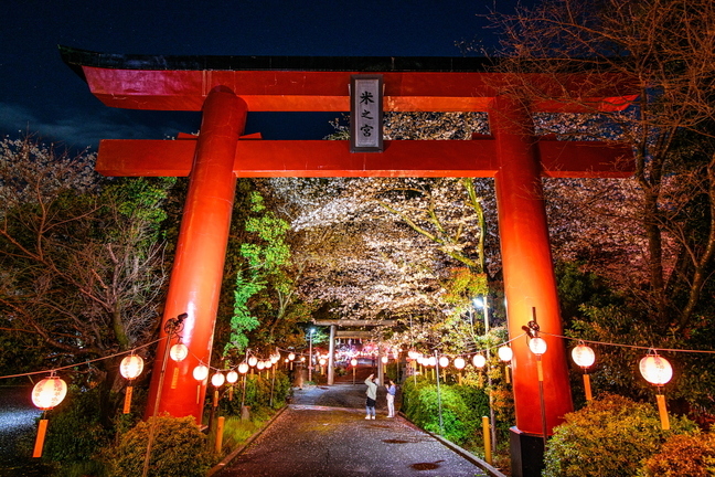 kissakohanami2025r.jpg
