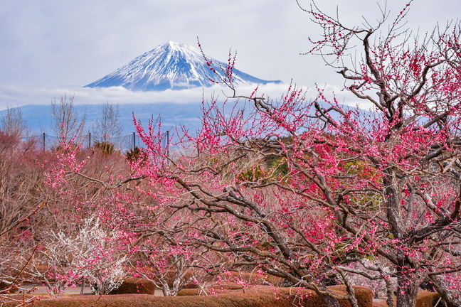 marugoto_iwamotoyama2019h.jpg