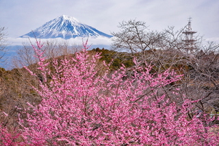marugoto_iwamotoyama2019i.jpg